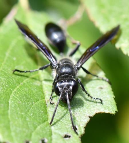 Isodontia mexicana